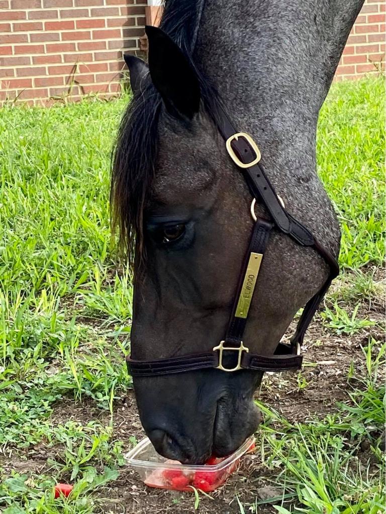 Elwood snacking. (Michelle Lovell photo)